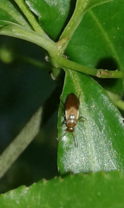 Scraptiidae : Anaspis sp.?